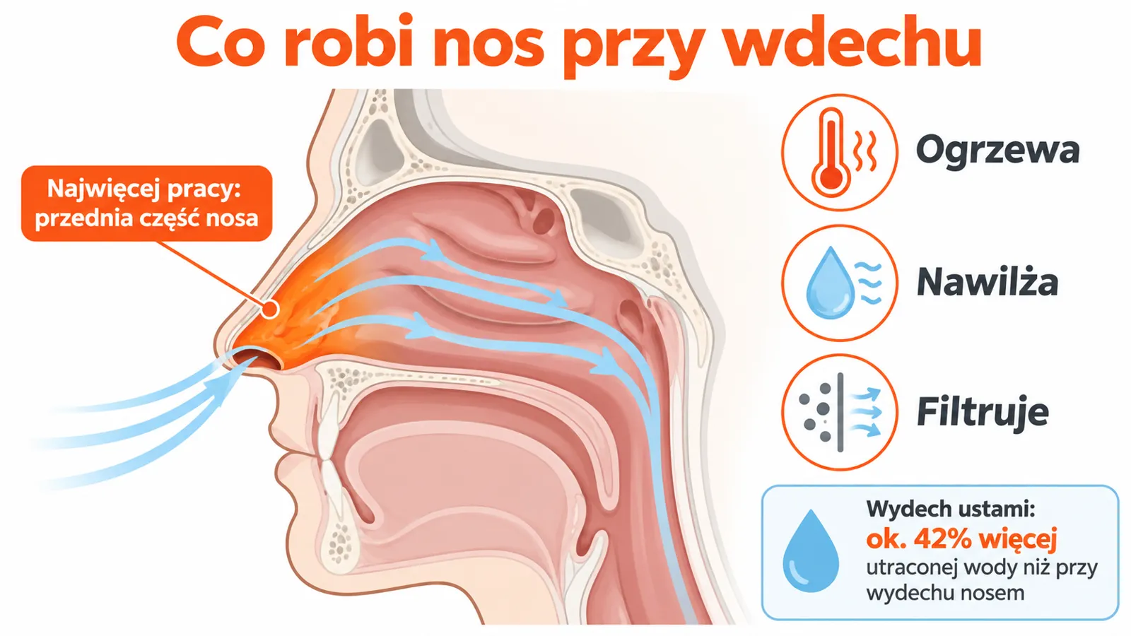 Schemat nosa: przednia część jamy nosowej ogrzewa, nawilża i filtruje powietrze, a wydech ustami traci więcej wody